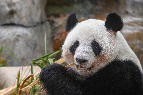Giant Panda Ji LAN
