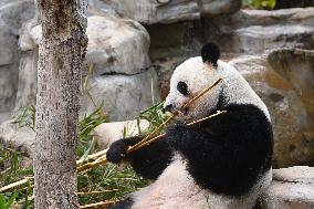 Giant Panda Ji LAN