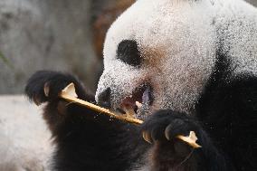 Giant Panda Ji LAN