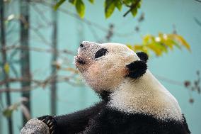 Giant Panda Ji LAN