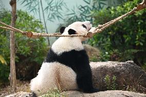 Giant Panda Ji LAN