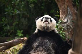 Giant Panda Ji LAN