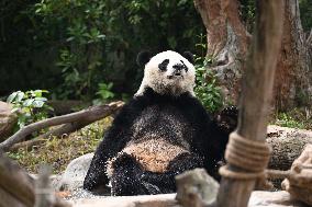 Giant Panda Ji LAN