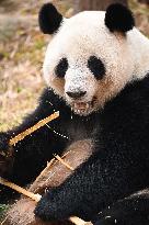 Giant Panda Ji LAN