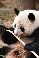 Giant Panda Ji LAN