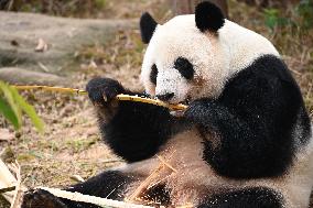 Giant Panda Ji LAN