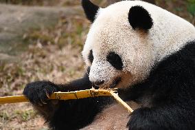 Giant Panda Ji LAN