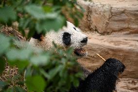 Giant Panda Ji LAN
