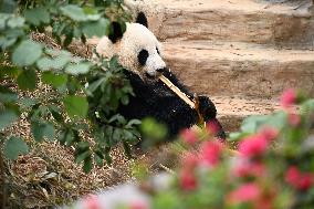 Giant Panda Ji LAN