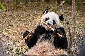 Giant Panda Ji LAN