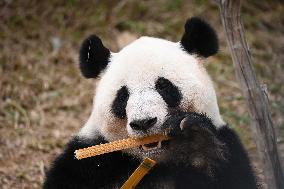 Giant Panda Ji LAN