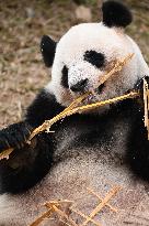 Giant Panda Ji LAN