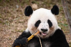 Giant Panda Ji LAN