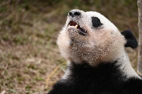 Giant Panda Ji LAN