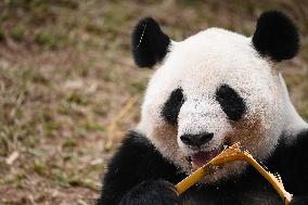Giant Panda Ji LAN