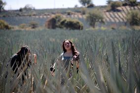 Agave Landscape In Tequila, Jalisco A World Heritage Site By UNESCO