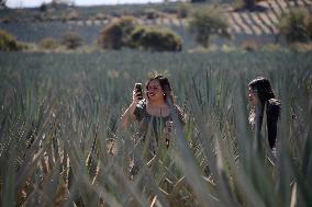 Agave Landscape In Tequila, Jalisco A World Heritage Site By UNESCO