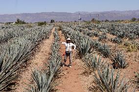 Agave Landscape In Tequila, Jalisco A World Heritage Site By UNESCO