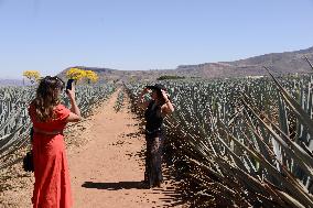 Agave Landscape In Tequila, Jalisco A World Heritage Site By UNESCO