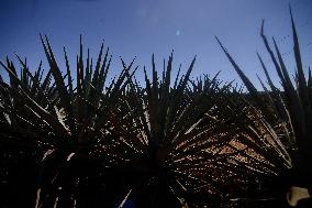 Agave Landscape In Tequila, Jalisco A World Heritage Site By UNESCO