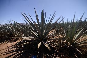 Agave Landscape In Tequila, Jalisco A World Heritage Site By UNESCO