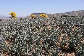 Agave Landscape In Tequila, Jalisco A World Heritage Site By UNESCO