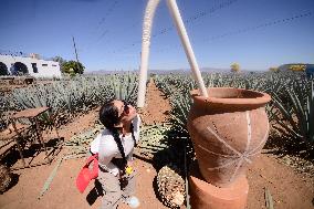 Agave Landscape In Tequila, Jalisco A World Heritage Site By UNESCO