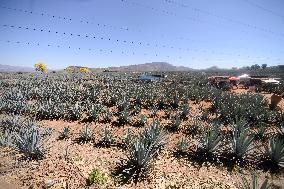 Agave Landscape In Tequila, Jalisco A World Heritage Site By UNESCO