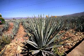 Agave Landscape In Tequila, Jalisco A World Heritage Site By UNESCO