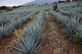 Agave Landscape In Tequila, Jalisco A World Heritage Site By UNESCO