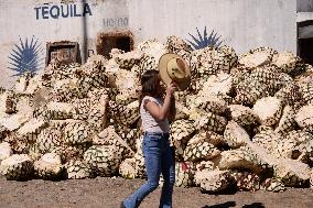 Agave Landscape In Tequila, Jalisco A World Heritage Site By UNESCO