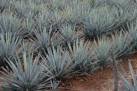 Agave Landscape In Tequila, Jalisco A World Heritage Site By UNESCO