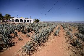 Agave Landscape In Tequila, Jalisco A World Heritage Site By UNESCO