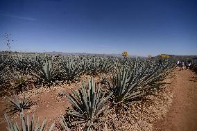 Agave Landscape In Tequila, Jalisco A World Heritage Site By UNESCO