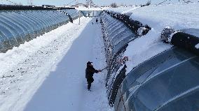 Heavy Snow Hit Binzhou