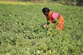 Tomato Harvest In India