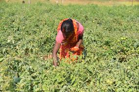 Tomato Harvest In India