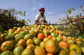 Tomato Harvest In India