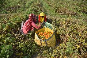 Tomato Harvest In India