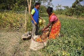 Tomato Harvest In India