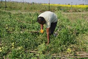 Tomato Harvest In India