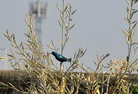 Birds In India