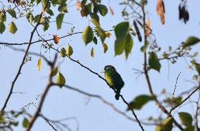 Birds In India