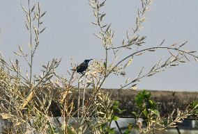 Birds In India