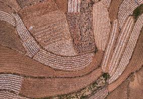 Spring Ploughing Fields in Nanning