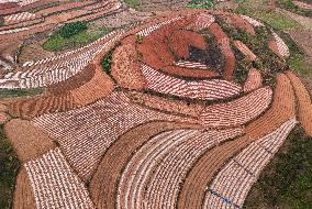 Spring Ploughing Fields in Nanning