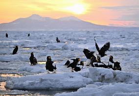 Steller's sea eagles in Hokkaido