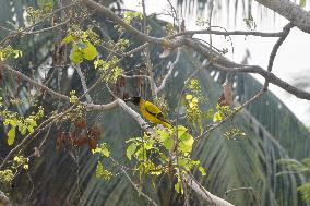 Birds In India