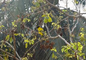 Birds In India