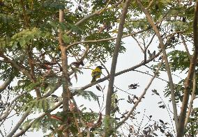 Birds In India